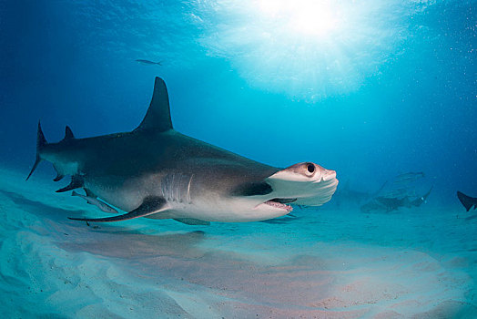 槌头双髻鲨,巴哈马,中美洲
