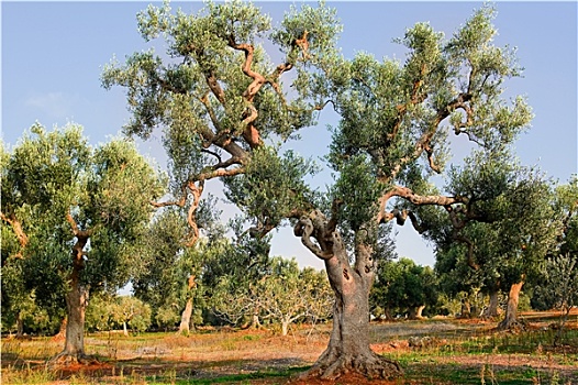 橄榄树,阿普利亚区,乡村,意大利