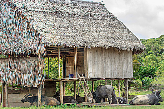 住房,亚马逊盆地,秘鲁