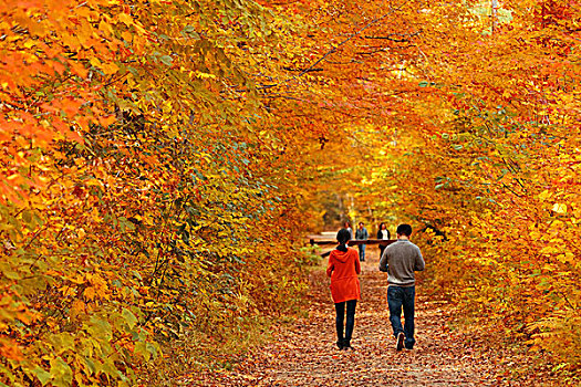 情侣,彩色,木头,秋叶,佛蒙特州