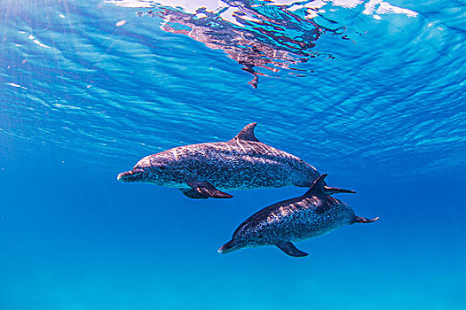 大西洋细吻海豚,游动,靠近,表面,海洋