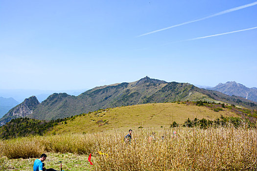 秦岭高山草甸