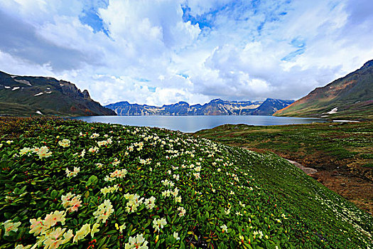 长白山高山杜鹃