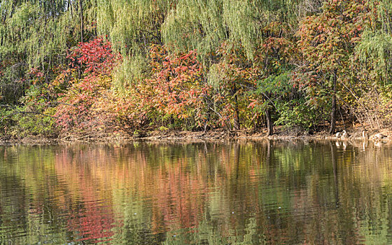 秋季中国沈阳公园户外池塘树林天鹅野鸭