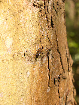 黄蜂,特写,一个,休息,树皮,树