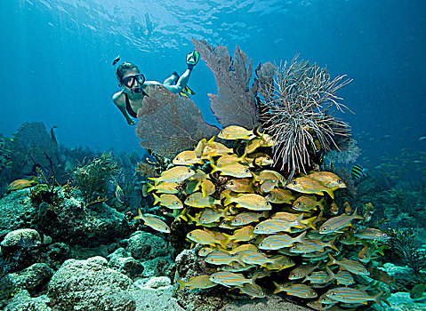 女性,水下呼吸管,珊瑚,礁石