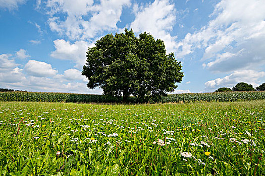 孤单,橡树,栎属,栎树,夏天,下萨克森,德国,欧洲