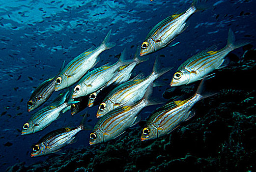 鱼,马尔代夫,印度洋