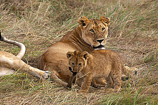 非洲狮,狮子,幼兽,玩,尾部,马赛马拉,公园,肯尼亚