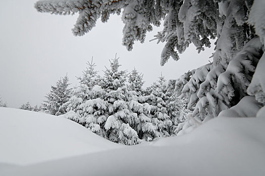 林海雪原中的雾凇