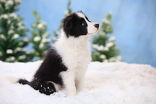 博德牧羊犬,小狗,11星期大,坐,人造,雪,冬天