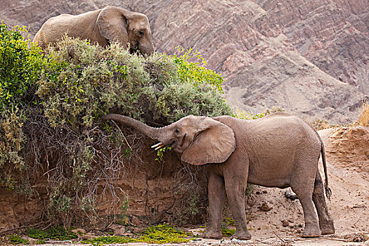 非洲象,一对,浏览,骷髅海岸,纳米布沙漠,纳米比亚
