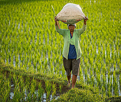 女人,稻米,稻田,乌布,区域,巴厘岛,印度尼西亚,亚洲