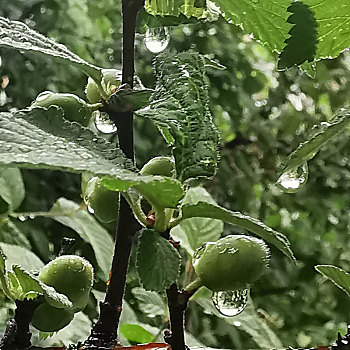 树叶花草露珠