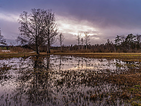 湿地,自然保护区,苏黎世