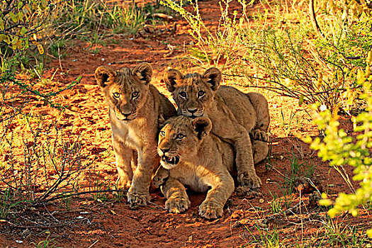 狮子,三个,幼兽,四个,禁猎区,卡拉哈里沙漠,南非,非洲