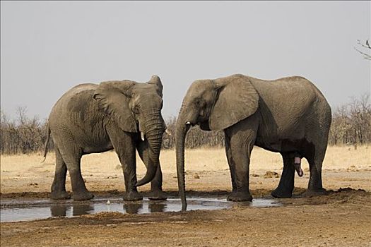两个,非洲,灌木,大象,非洲象,水坑,乔贝国家公园,博茨瓦纳