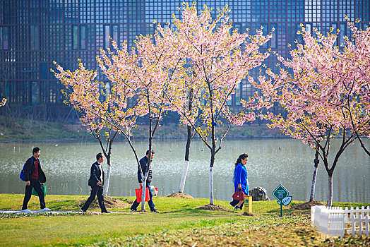 樱花,粉色,浪漫