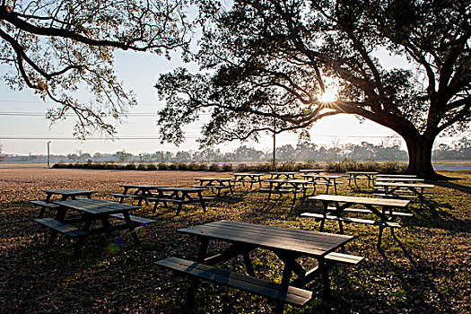 安静,野餐桌,下方,橡树,公园