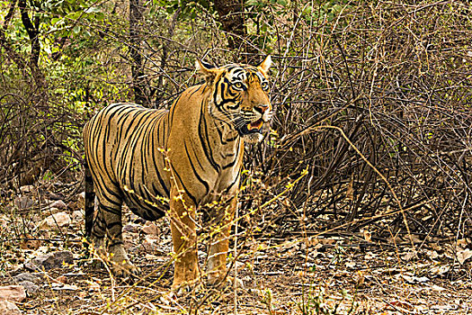 野生,虎,干燥,树林,伦滕波尔国家公园,拉贾斯坦邦,印度,亚洲