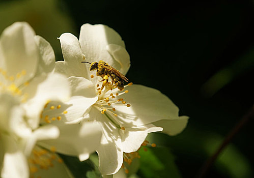 蜜蜂,花