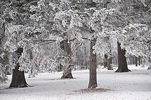 曼尼托巴,加拿大,树,积雪