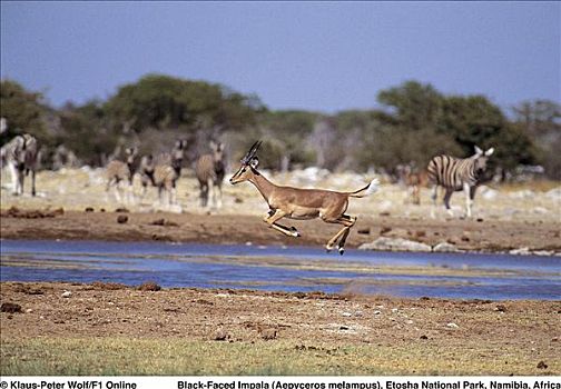 跳跃,黑脸高角羚,羚羊,黑斑羚,哺乳动物,埃托沙国家公园,纳米比亚,非洲,动物