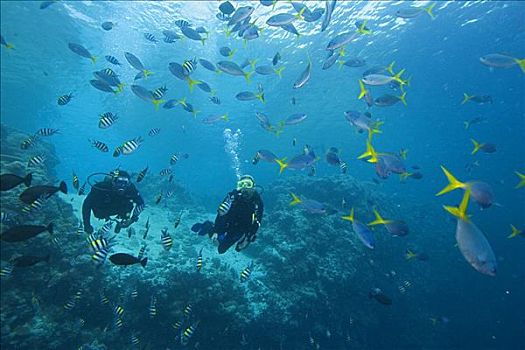 密克罗尼西亚,潜水,珊瑚鱼