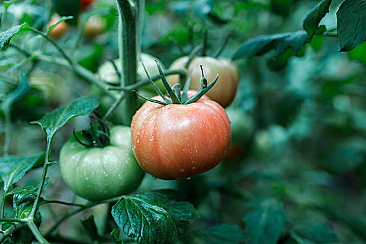 西红柿,蔬菜,水果
