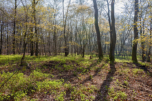 树林,橡树,蓝莓,国家公园,费吕沃,荷兰