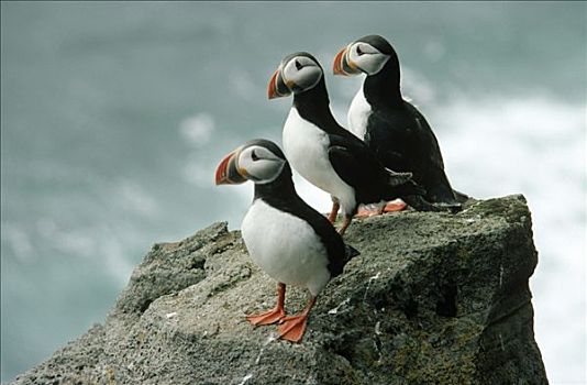大西洋角嘴海雀,北极,三个,栖息,沿岸,石头,欧洲