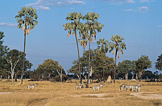 牧群,斑马,站立,土地,万基国家公园,津巴布韦