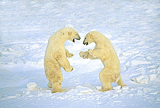 两个,成年,雄性,北极熊,打闹