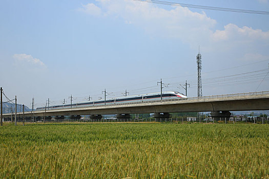 山东省日照市,高铁驶过万亩麦田茶园,蓝天白云下的田野生机无限