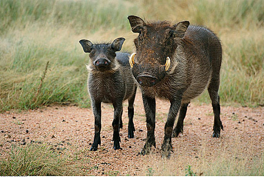 疣猪,纳米比亚,非洲