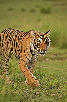野生,孟加拉虎,印度虎,虎,拉贾斯坦邦,国家公园,印度,亚洲