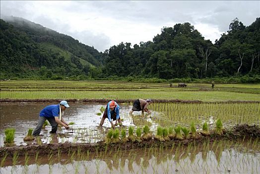 男人,女人,种植,稻米,靠近,禁止,保护区,省,老挝,东南亚