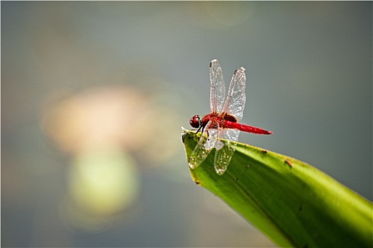 红色,蜻蜓