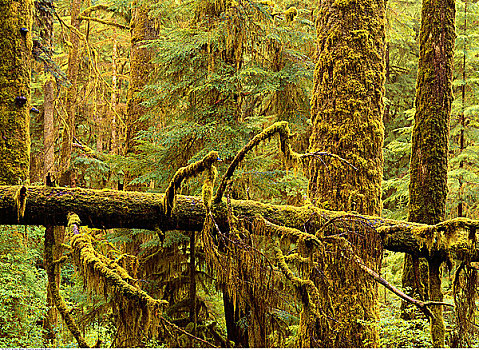树,树林,环太平洋国家公园,温哥华,不列颠哥伦比亚省