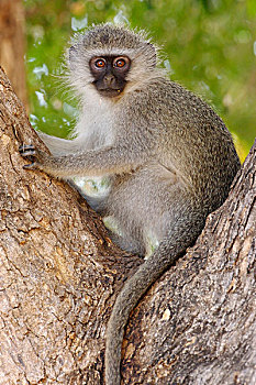 黑长尾猴,猴子,幼小,坐,树,克鲁格国家公园,南非,非洲