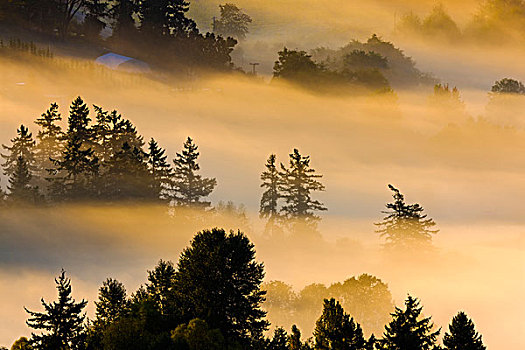 加拿大,不列颠哥伦比亚省,树顶,雾