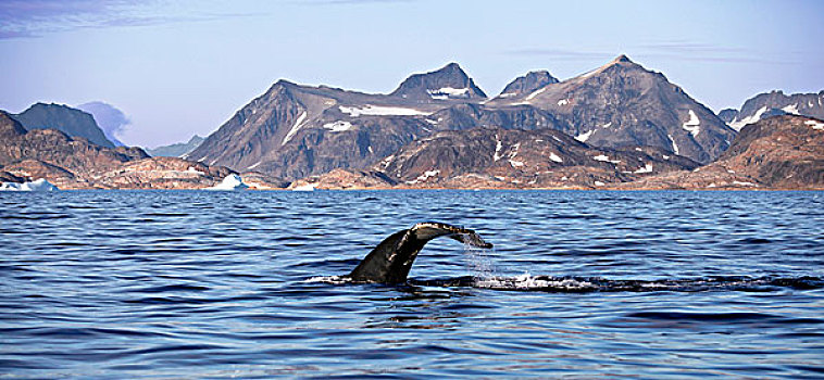 尾鳍,驼背鲸,大翅鲸属,鲸鱼,格陵兰