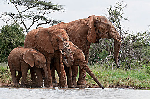 非洲象,群,喝,牧场,肯尼亚