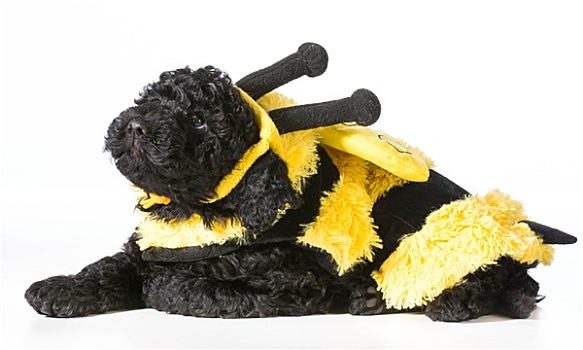 狗,穿,蜜蜂,服饰