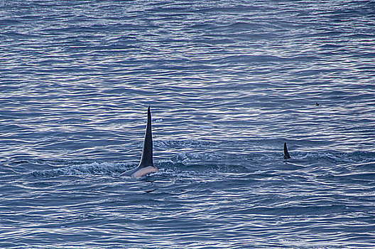 南极南乔治亚群岛逆戟鲸入海
