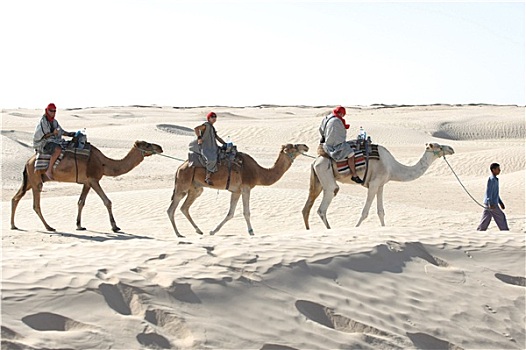 旅游,骆驼