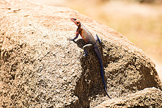 彩色,石头,蜥蜴,栖息,岩石上,塞伦盖蒂国家公园,坦桑尼亚