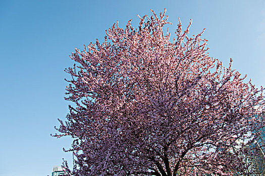 樱桃树,花,温哥华,不列颠哥伦比亚省,加拿大