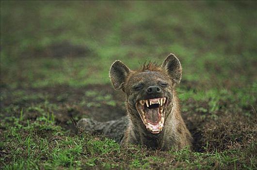 斑鬣狗,笑,塞伦盖蒂