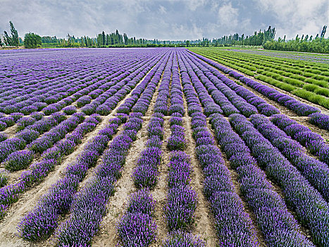 熏衣草,熏衣草园,紫色花卉,香料花卉